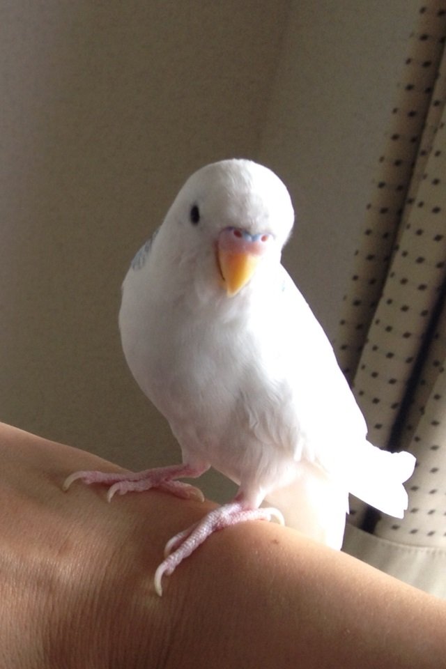 写真です。